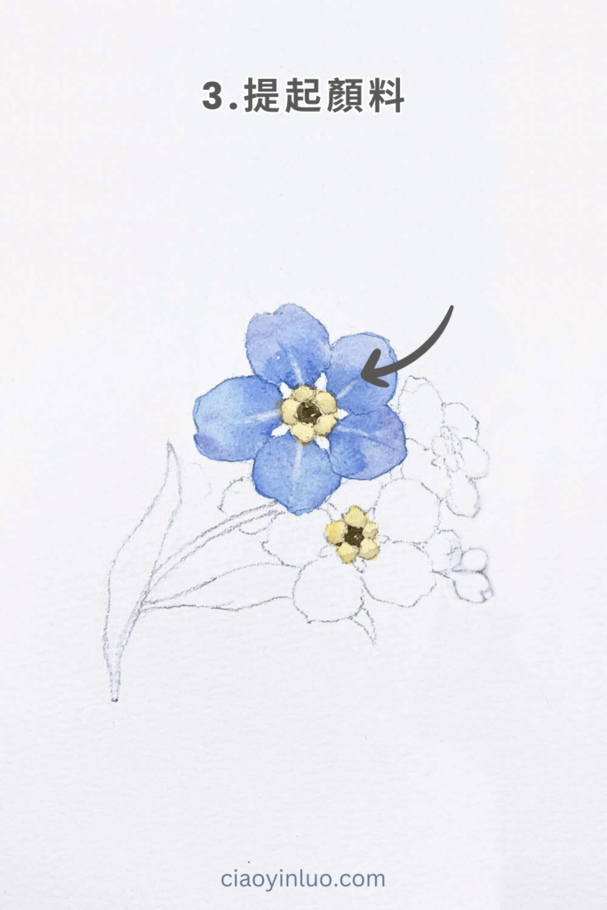 forget-me-not 3