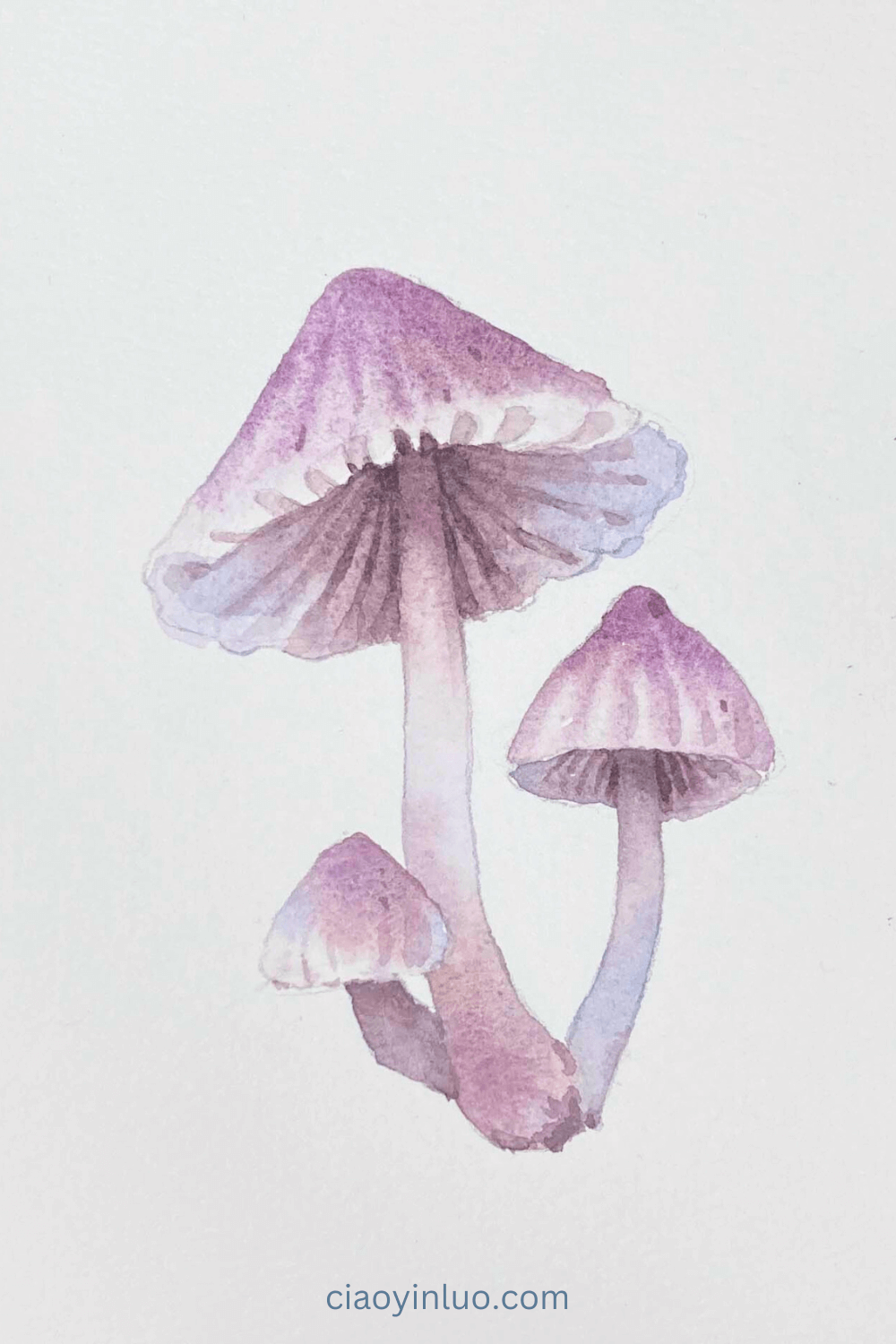 mushroom 6