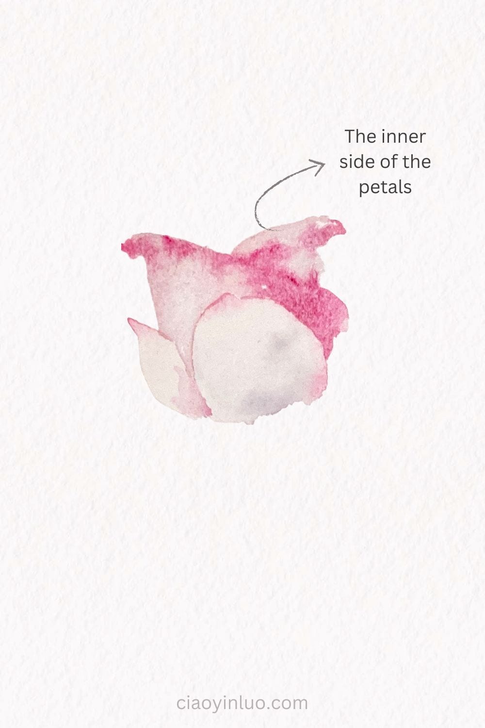 Rose watercolor 