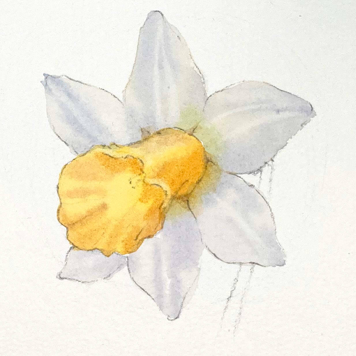 daffodil flower 2