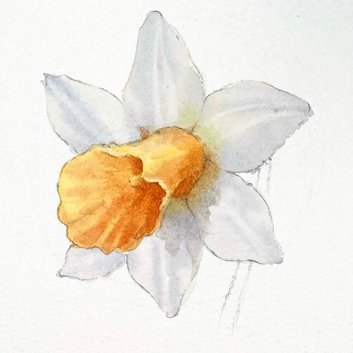 daffodil flower 3