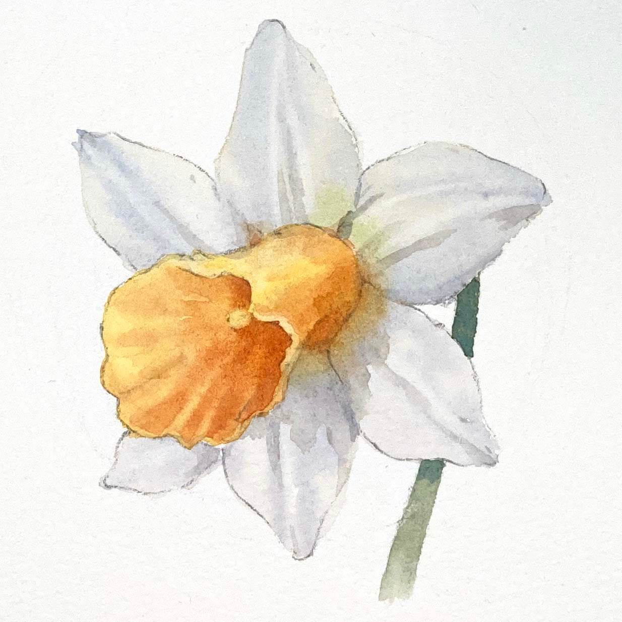 daffodil flower 4