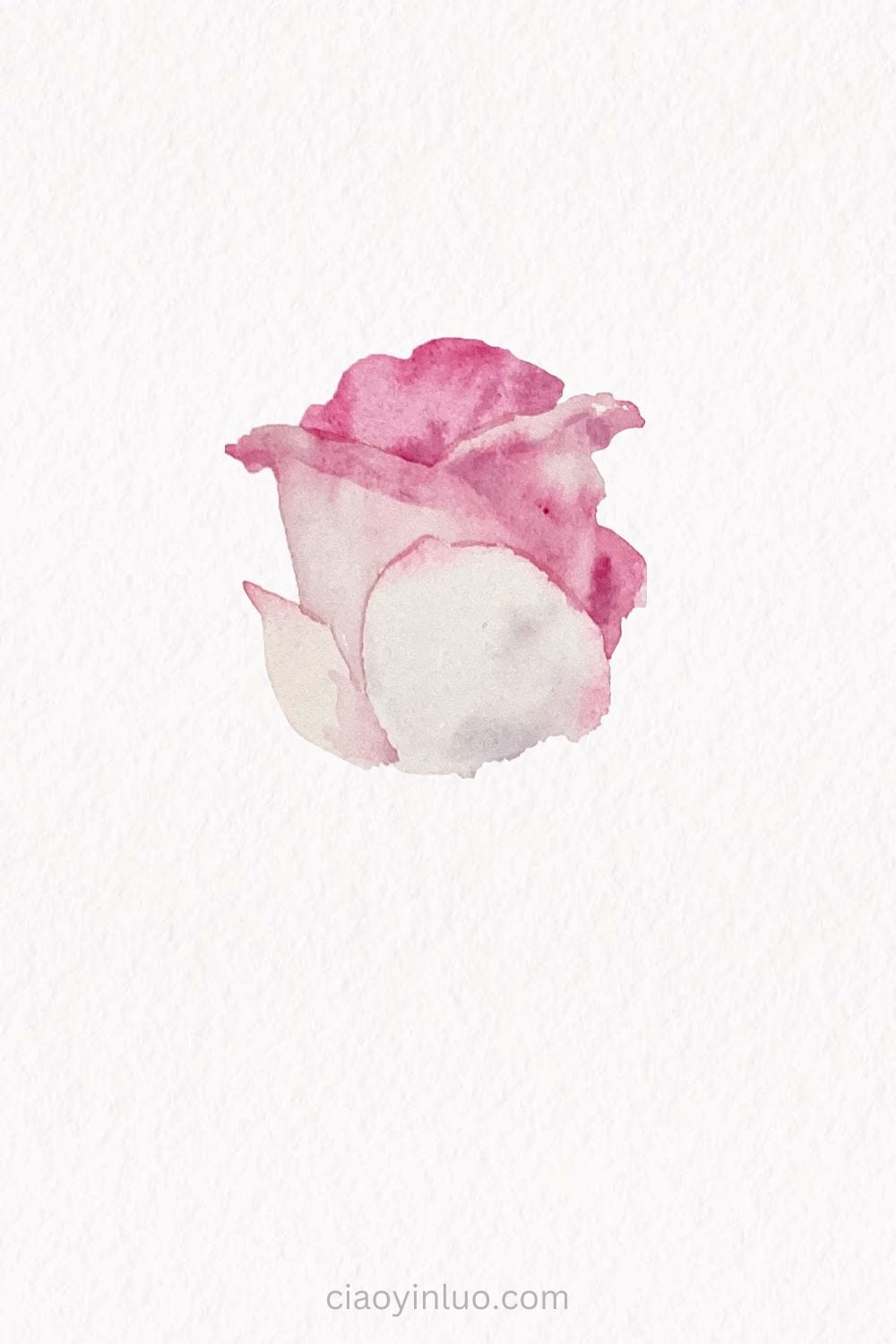 Rose watercolor 