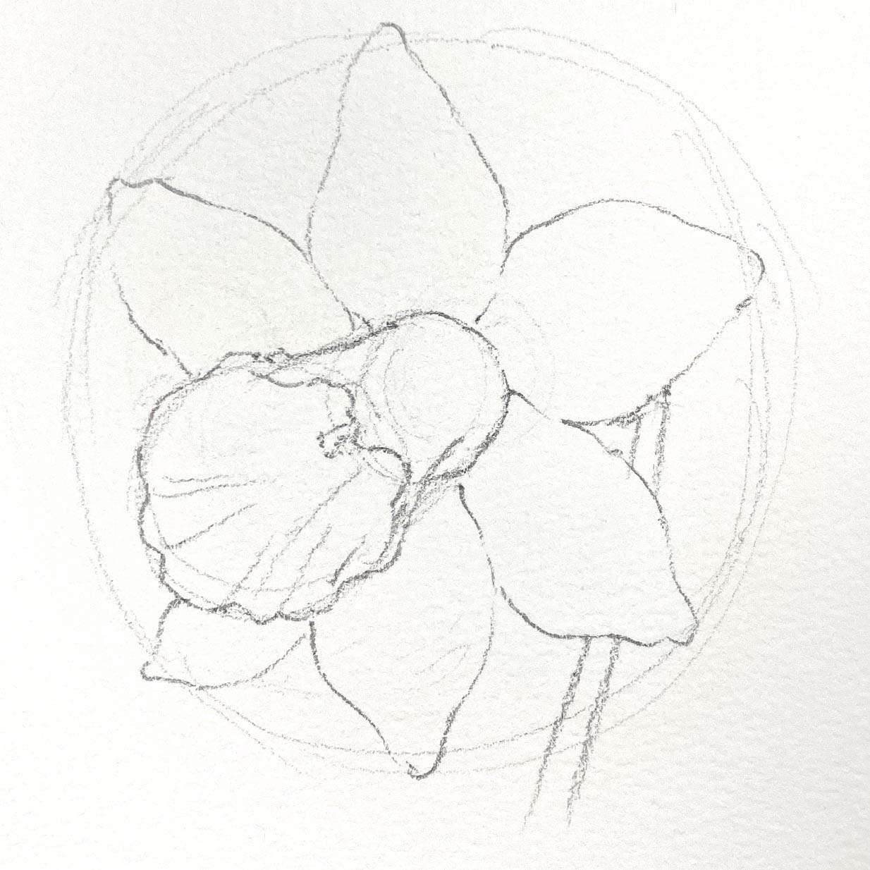 daffodil sketch