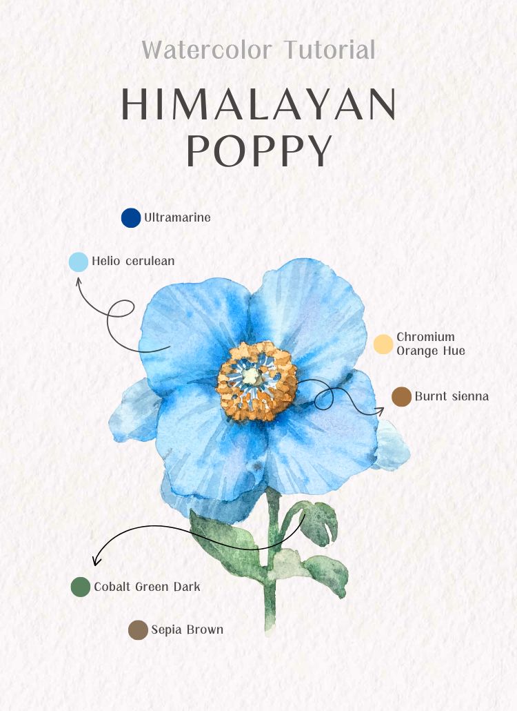 Learn how to paint watercolor Himalayan blue poppy