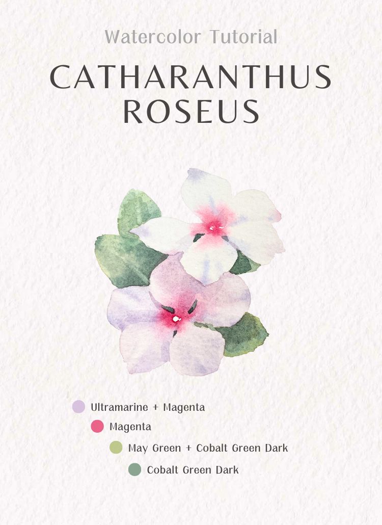 Learn how to paint Catharanthus roseus with watercolor