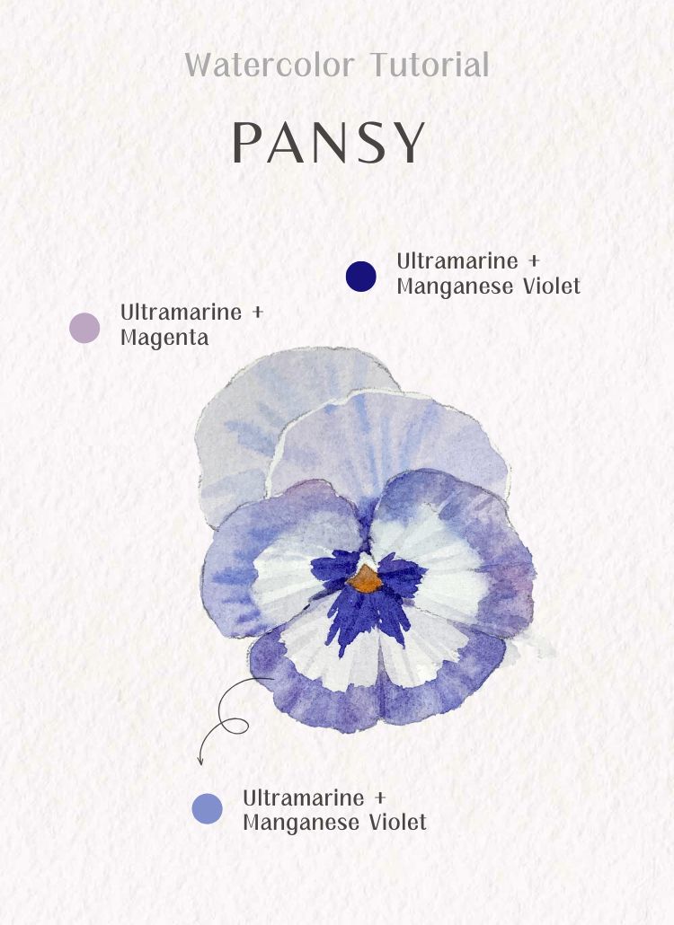 Lean how to paint watercolor Pansies