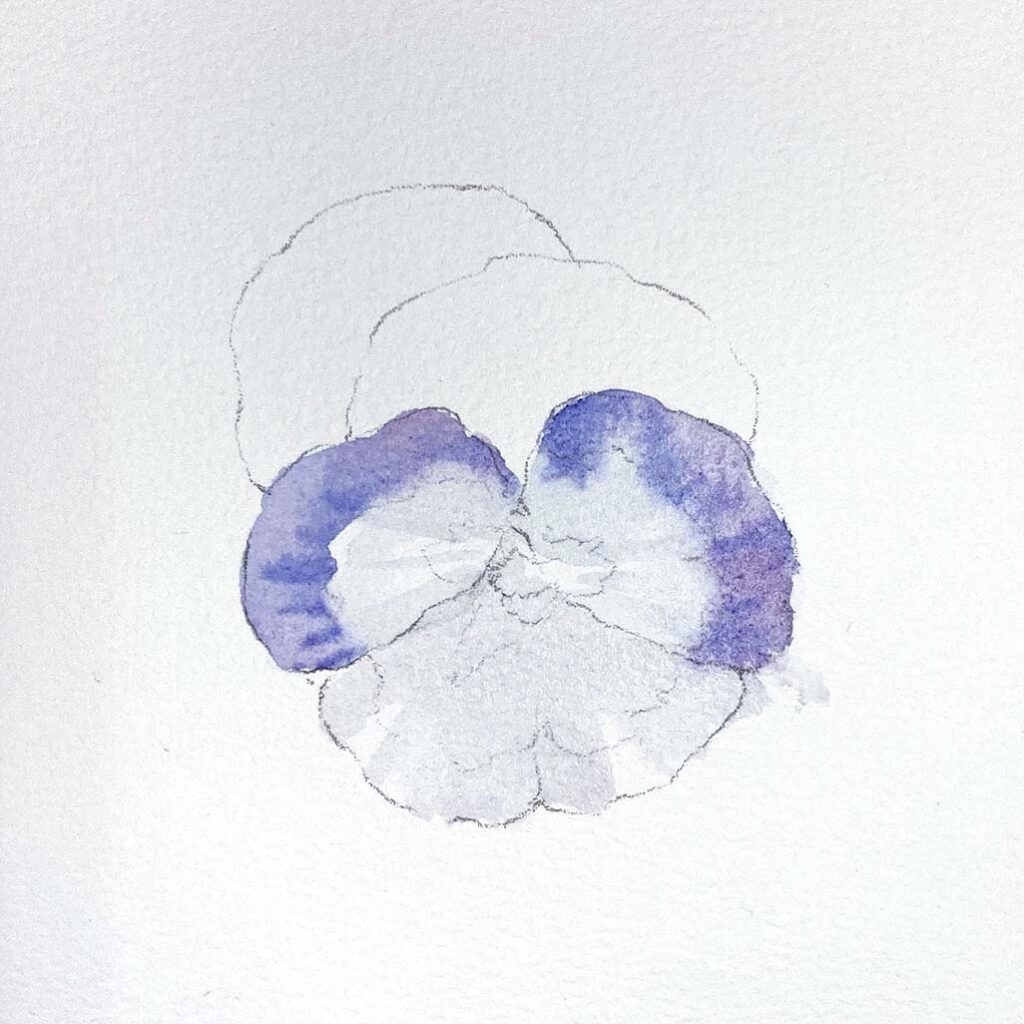 Pansy 