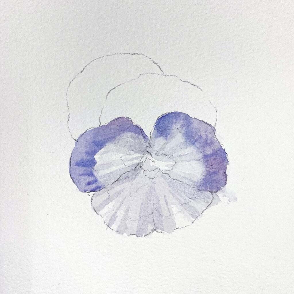 Pansy 