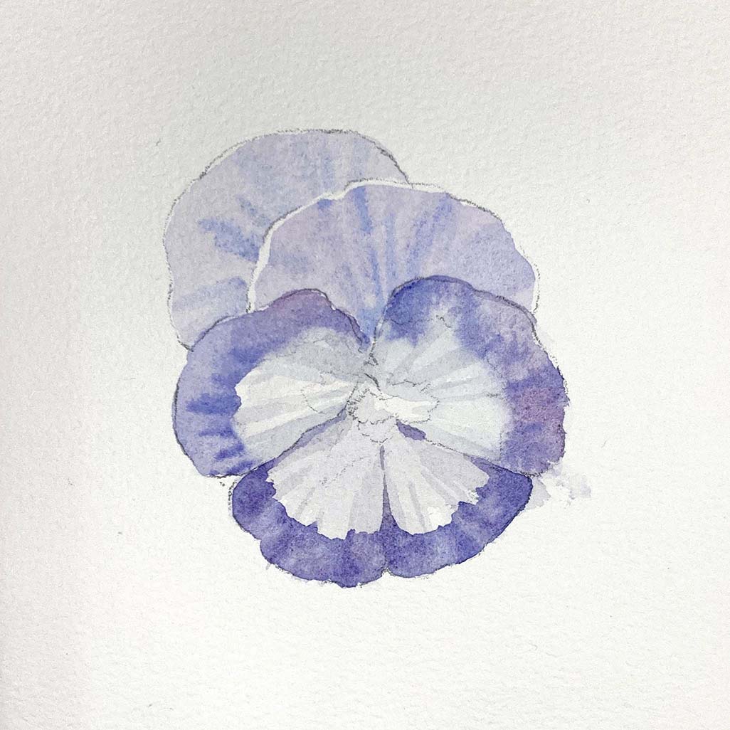 Pansy 